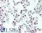 NK2 Homeobox 1 antibody, LS-B10666, Lifespan Biosciences, Immunohistochemistry paraffin image 
