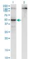 PAR6B antibody, H00084612-M01, Novus Biologicals, Western Blot image 