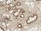 Axin 1 antibody, LS-C775210, Lifespan Biosciences, Immunohistochemistry paraffin image 