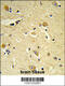 CDP-Diacylglycerol--Inositol 3-Phosphatidyltransferase antibody, 63-758, ProSci, Immunohistochemistry paraffin image 