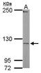 Ubiquitin Protein Ligase E3C antibody, GTX119102, GeneTex, Western Blot image 