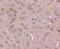 Glycogen Synthase Kinase 3 Alpha antibody, NBP2-67441, Novus Biologicals, Immunohistochemistry paraffin image 