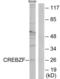 CREB/ATF BZIP Transcription Factor antibody, LS-C119281, Lifespan Biosciences, Western Blot image 