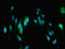 Molybdopterin synthase catalytic subunit antibody, orb41539, Biorbyt, Immunofluorescence image 