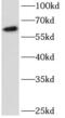 Mitogen-Activated Protein Kinase Kinase Kinase 11 antibody, FNab05215, FineTest, Western Blot image 