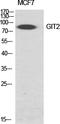 GIT ArfGAP 2 antibody, STJ93274, St John