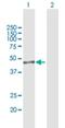 Inositol polyphosphate multikinase antibody, H00253430-B01P, Novus Biologicals, Western Blot image 