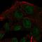 Inactive N-acetylated-alpha-linked acidic dipeptidase-like protein 2 antibody, HPA012413, Atlas Antibodies, Immunofluorescence image 