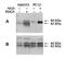 Erk1 antibody, BML-SA275-0100, Enzo Life Sciences, Western Blot image 