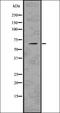 Perilipin 1 antibody, orb336682, Biorbyt, Western Blot image 