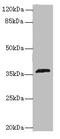 Olfactory Receptor Family 2 Subfamily L Member 13 antibody, MBS7000830, MyBioSource, Western Blot image 