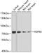 Heat Shock Protein Family A (Hsp70) Member 6 antibody, 23-108, ProSci, Western Blot image 