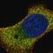 Lysosomal Associated Membrane Protein 1 antibody, FNab04685, FineTest, Immunofluorescence image 