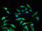 Interferon Alpha 2 antibody, LS-B13067, Lifespan Biosciences, Immunofluorescence image 