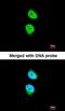 Nemo Like Kinase antibody, orb74248, Biorbyt, Immunofluorescence image 