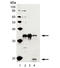 Caspase 3 antibody, ADI-AAS-103-F, Enzo Life Sciences, Western Blot image 