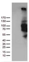 Phosphodiesterase 3B antibody, M03323, Boster Biological Technology, Western Blot image 