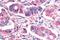 GHRHR antibody, NLS836, Novus Biologicals, Immunohistochemistry paraffin image 