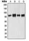 MutL Homolog 1 antibody, LS-C352510, Lifespan Biosciences, Western Blot image 