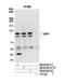 Ubiquitin Specific Peptidase 1 antibody, NB100-88117, Novus Biologicals, Western Blot image 