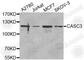 CASC3 Exon Junction Complex Subunit antibody, A5967, ABclonal Technology, Western Blot image 
