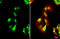 Paired Box 7 antibody, GTX100702, GeneTex, Immunofluorescence image 