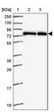Zinc Finger Protein 778 antibody, PA5-62542, Invitrogen Antibodies, Western Blot image 