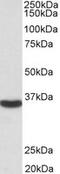 GAPDH antibody, MBS421359, MyBioSource, Western Blot image 