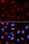 Piasx antibody, orb167486, Biorbyt, Immunofluorescence image 