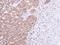 Serine/Threonine Kinase 25 antibody, NBP1-32670, Novus Biologicals, Immunohistochemistry frozen image 