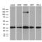 Phosducin-like protein 3 antibody, LS-C792201, Lifespan Biosciences, Western Blot image 