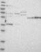 Synaptotagmin Like 3 antibody, NBP1-83941, Novus Biologicals, Western Blot image 