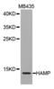 Hepcidin Antimicrobial Peptide antibody, abx001348, Abbexa, Western Blot image 
