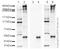 Protein Kinase, DNA-Activated, Catalytic Subunit antibody, ab18192, Abcam, Western Blot image 