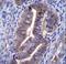 KIAA1324 antibody, LS-C165388, Lifespan Biosciences, Immunohistochemistry paraffin image 
