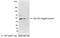 Glu-Glu tag antibody, A190-110A, Bethyl Labs, Western Blot image 