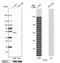 Kynureninase antibody, NBP2-14180, Novus Biologicals, Western Blot image 