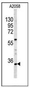 Homeobox A9 antibody, AP52077PU-N, Origene, Western Blot image 