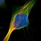Glycogen Phosphorylase L antibody, NBP1-86147, Novus Biologicals, Immunofluorescence image 
