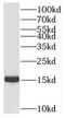 Proline Rich And Gla Domain 2 antibody, FNab06831, FineTest, Western Blot image 