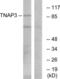 TNF Alpha Induced Protein 3 antibody, LS-C118820, Lifespan Biosciences, Western Blot image 