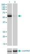 Cell Division Cycle 25C antibody, H00000995-M01, Novus Biologicals, Western Blot image 