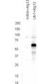 Autophagy Related 13 antibody, orb345688, Biorbyt, Western Blot image 