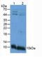 Apolipoprotein C-III antibody, LS-C693156, Lifespan Biosciences, Western Blot image 