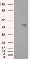 Aldehyde Dehydrogenase 3 Family Member A1 antibody, TA501139, Origene, Western Blot image 