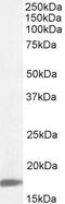 Peptidylprolyl Isomerase A antibody, GTX89433, GeneTex, Western Blot image 