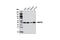 RB Binding Protein 7, Chromatin Remodeling Factor antibody, 6882S, Cell Signaling Technology, Western Blot image 