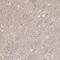 Potassium Voltage-Gated Channel Subfamily J Member 12 antibody, NBP1-89696, Novus Biologicals, Immunohistochemistry frozen image 