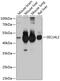 SEC14 Like Lipid Binding 2 antibody, 13-740, ProSci, Western Blot image 
