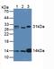 Lysozyme antibody, LS-C299715, Lifespan Biosciences, Western Blot image 